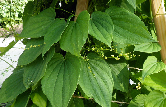 Листья диоскореи